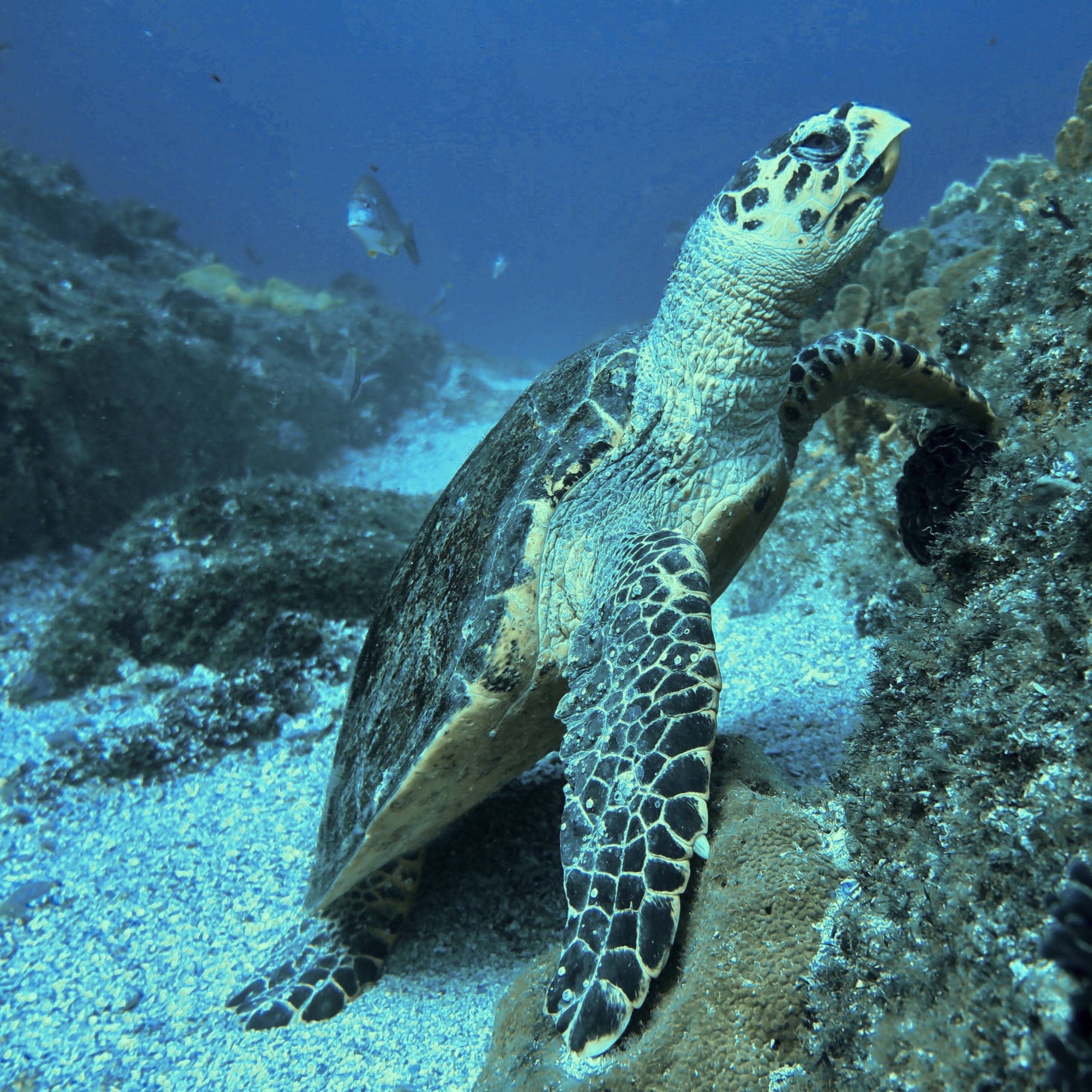 Help Conserve Hawksbill Turtle Populations