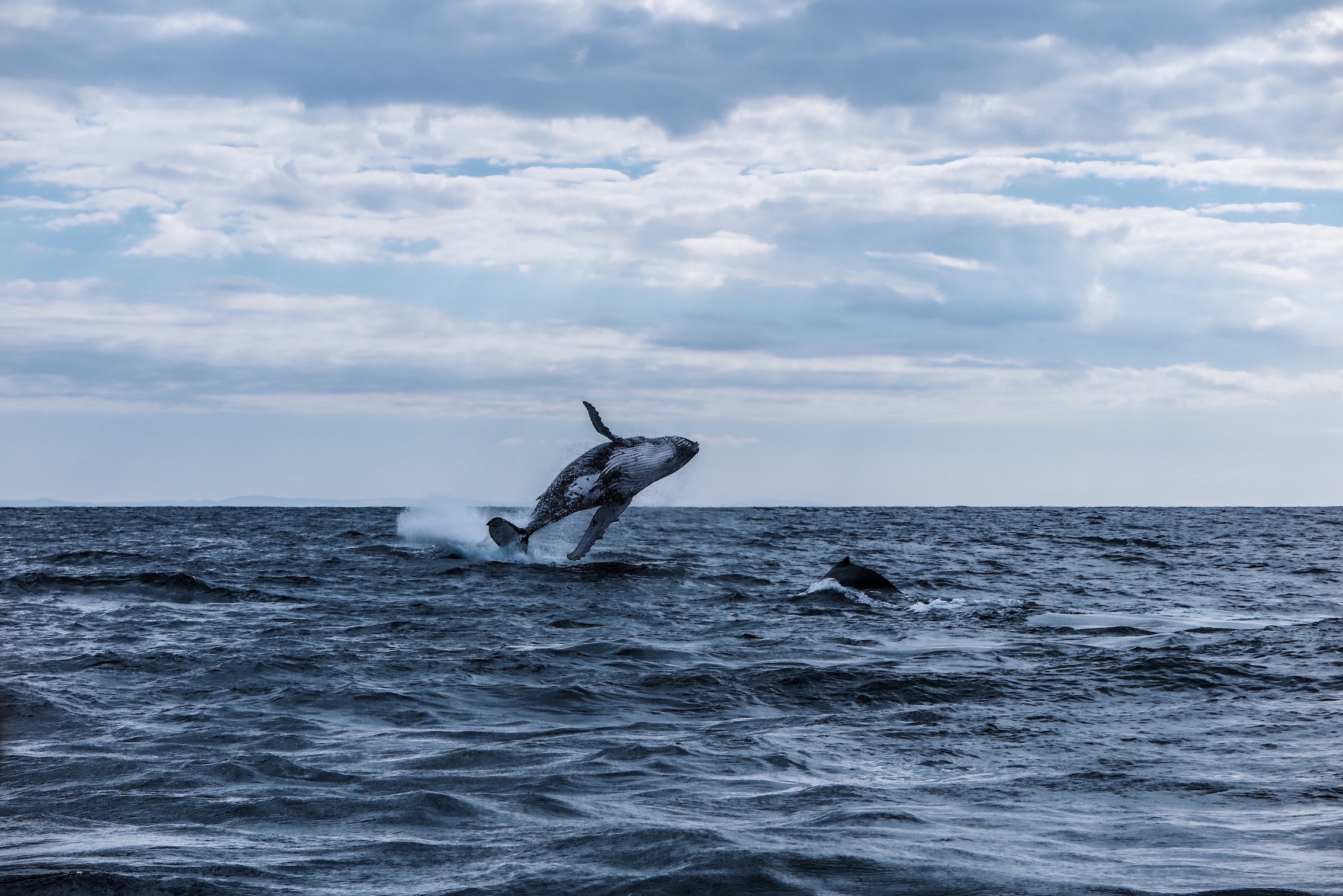The Humpback Whale East Coast Migration