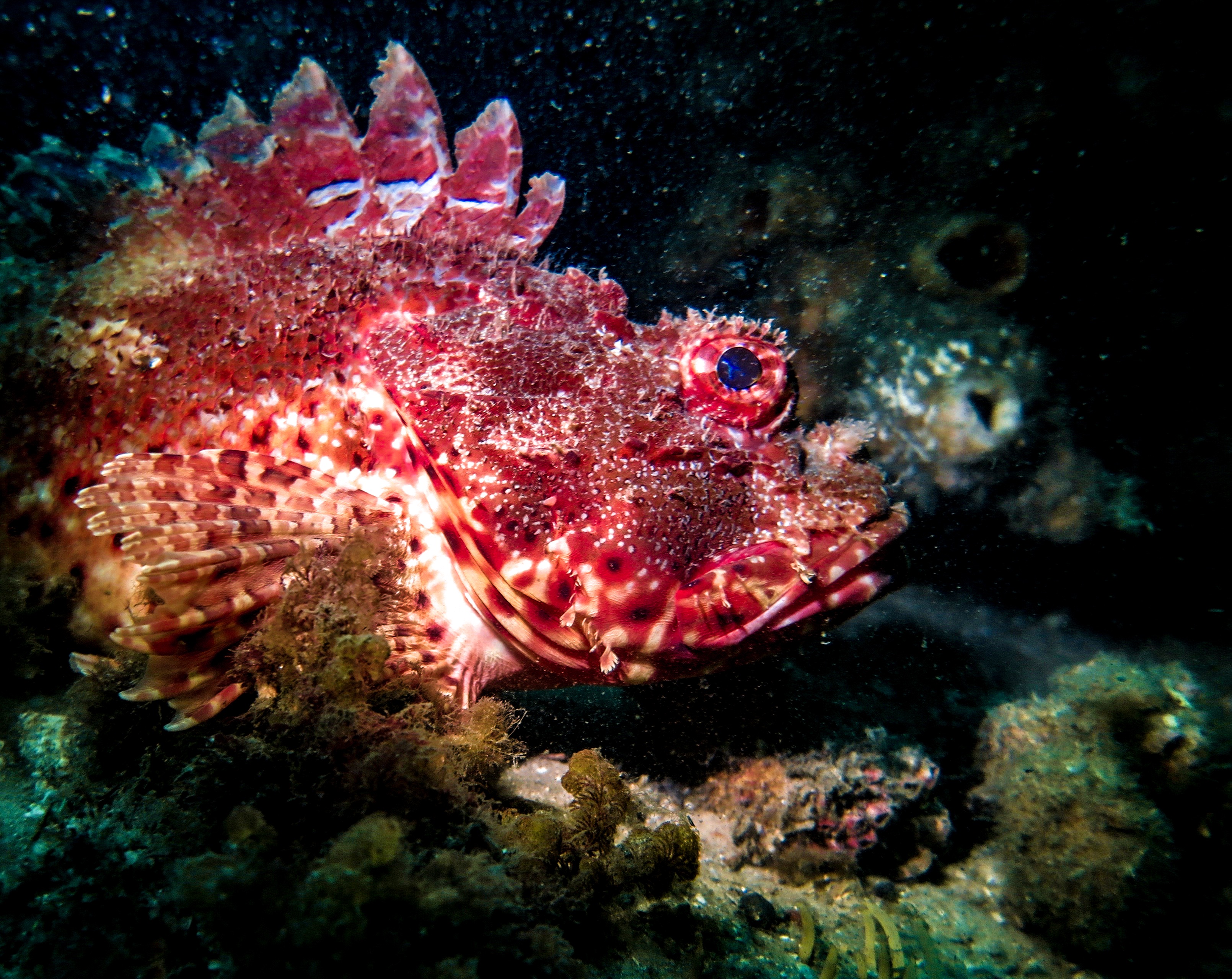 The Magnificent Eastern Red Scorpionfish