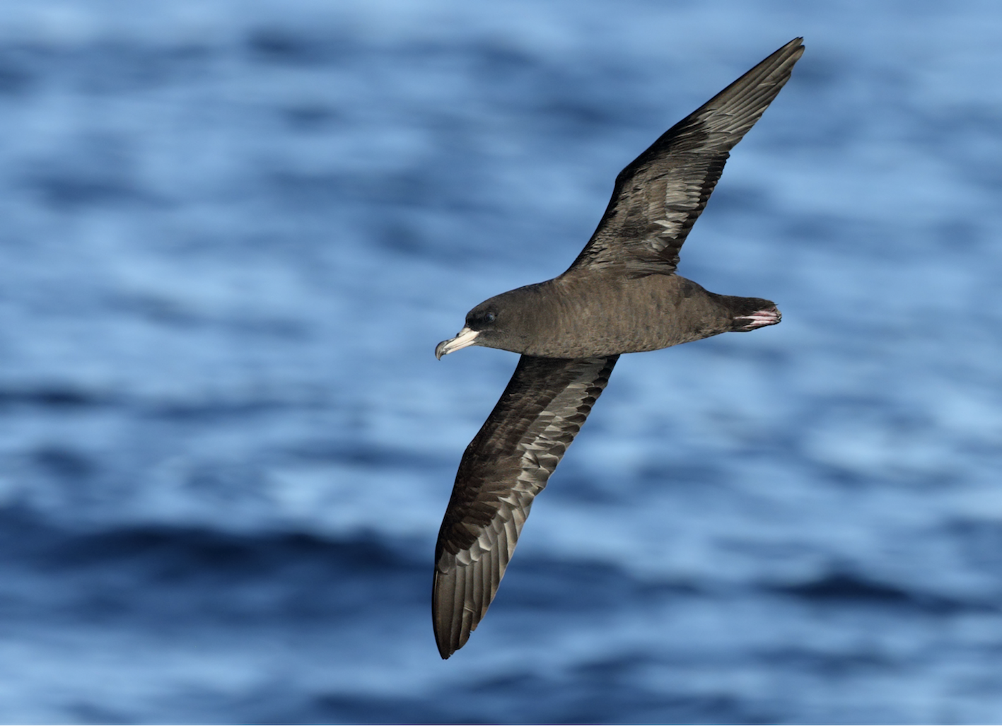 Seabirds And The Plastic Crisis