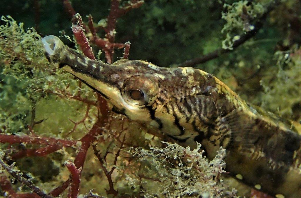 Tiger Pipefish In Nelson Bay